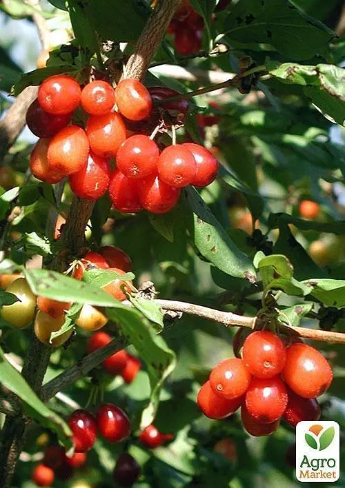 Саджанець Agro-Market Гумі (серебристолистий) 1 шт. в пакуванні (44885) - фото 2