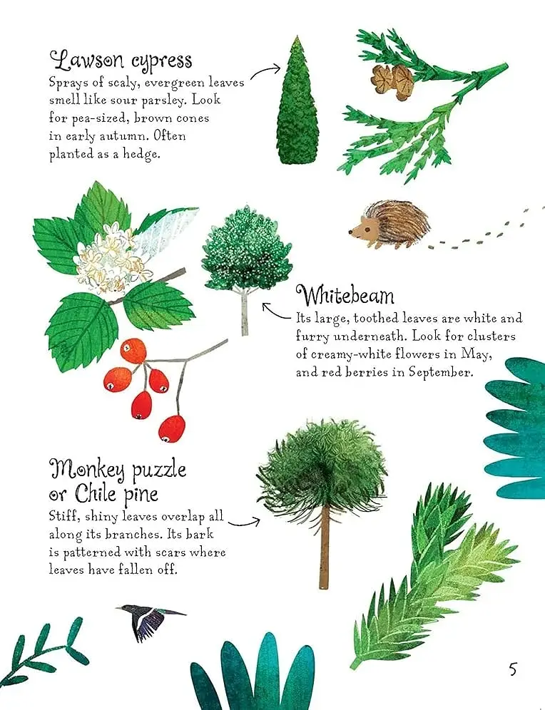 Trees to Spot. Usborne Minis - фото 8