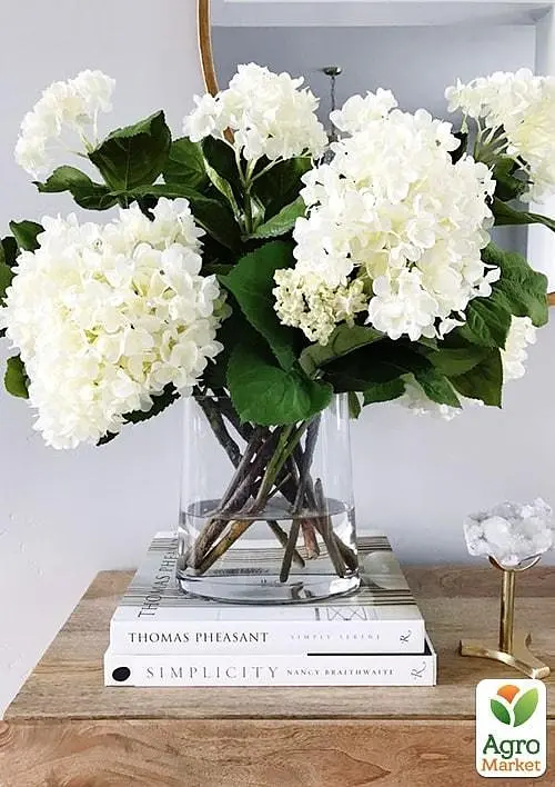 Саджанець Agro-Market Гортензія крупнолиста біла Bright White (44818) - фото 6