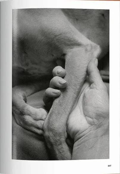 The Dog in Photography. 1839-Today - фото 3