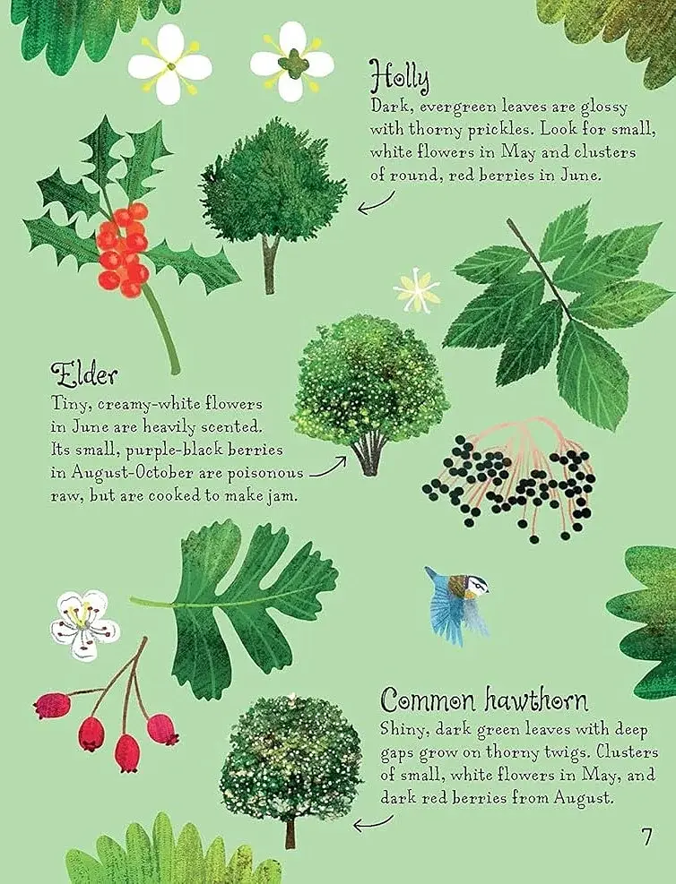 Trees to Spot. Usborne Minis - фото 6