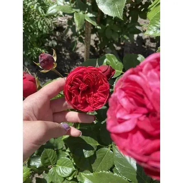 Роза английская Agro-Market Red Piano саженец класса АА+ высший сорт 1 шт. в упаковке (52261) - фото 3