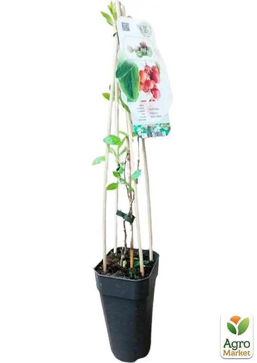 Саджанець Agro-Market Актинідія Ken's Red Нідерланди (жіночий сорт, укорінений) 1 шт. в пакуванні (138528) - фото 2