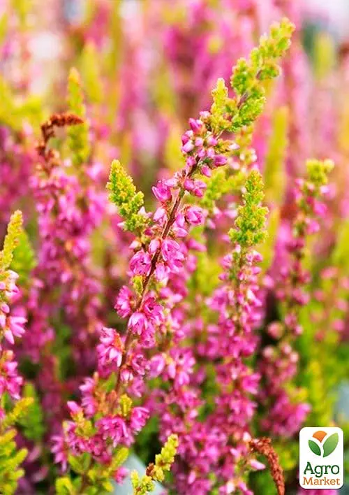Саджанець Agro-Market Верес вічнозелений Svenja (44143) - фото 4