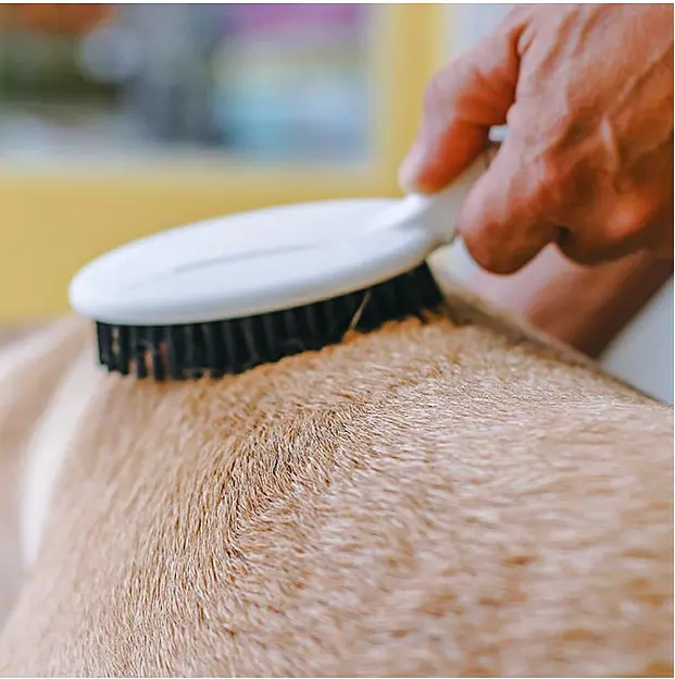 Щітка для собак та котів Ferplast GRO 5760 Premium Brush із пластиковими зубчиками 22.5x6.8x5 см 85760799 - фото 5