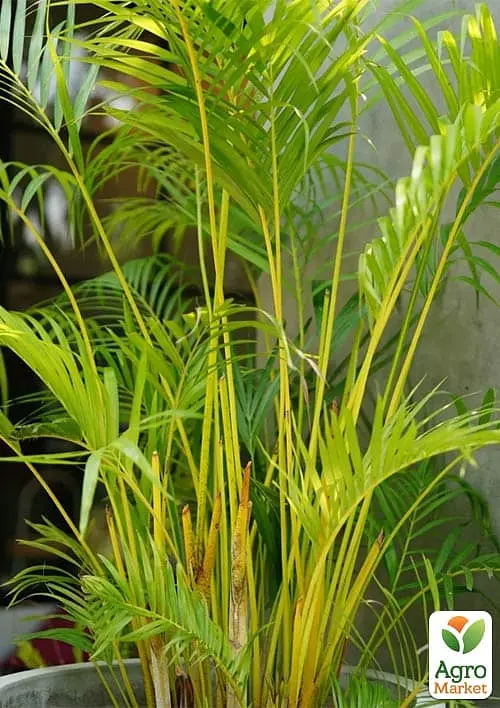 Саджанець Agro-Market Пальма Дипсис Dypsis lutescens 30-40 см 1 шт. в упаковці (182876) - фото 2
