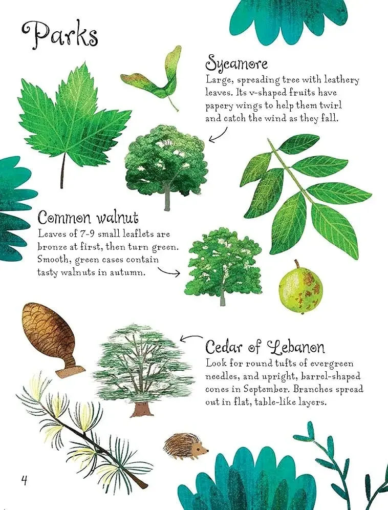 Trees to Spot. Usborne Minis - фото 7