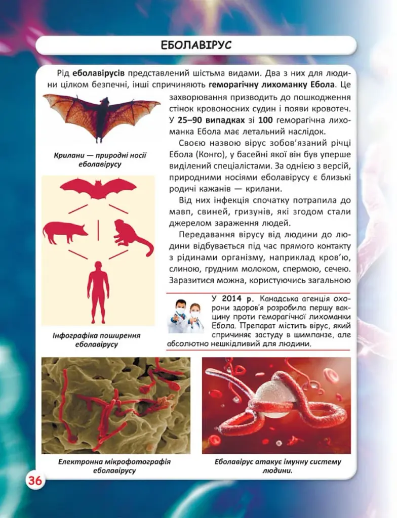 Світ навколо нас. Віруси - фото 4