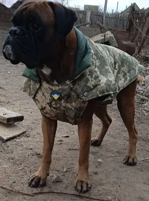Попона Камуфляж Zoobaza - 43х60+4