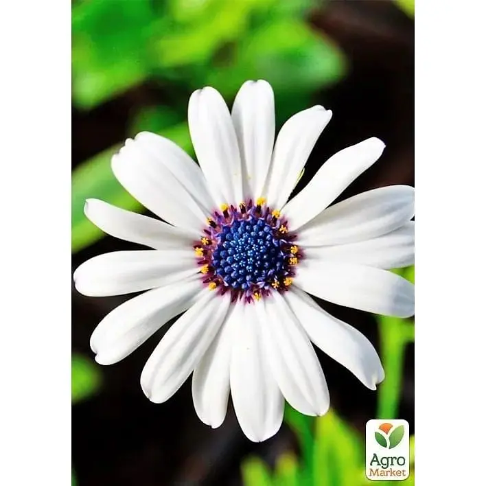 Саженец Agro-Market Остеоспермум Margarita White (178531) 1 шт. в упаковке - фото 3
