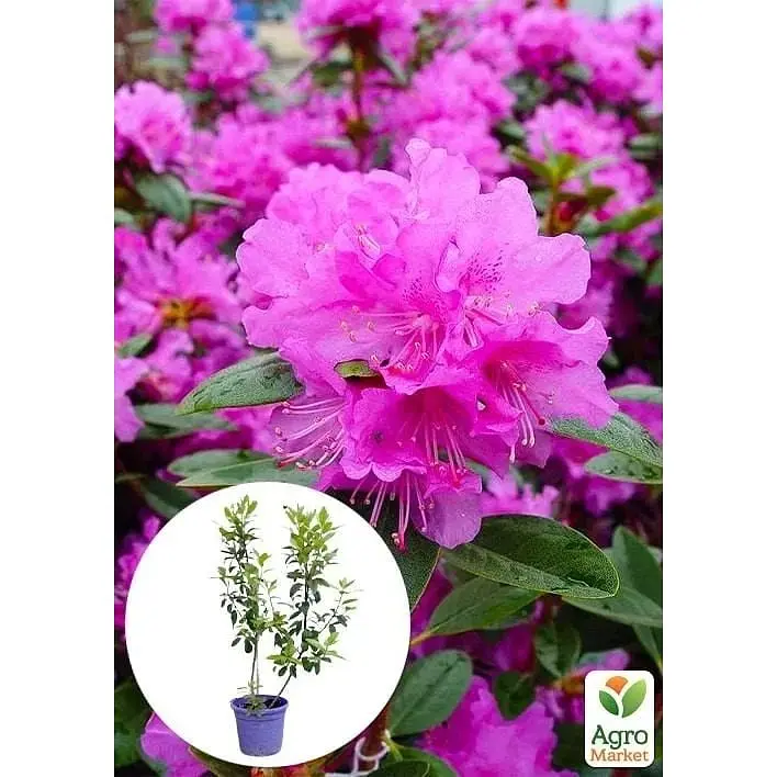 Саджанець Agro-Market Рододендрон каролінський 2-х річний P.J.M. Elite С2 висота 25-40 см (152183) 1 шт. в упаковці - фото 4