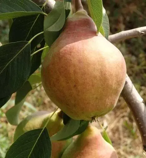 Саженец Agro-Market Груша Любимка Клаппа (летний сорт, ранний срок созревания) 1 шт. в упаковке (15784) - фото 3