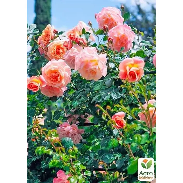 Роза плетистая Agro-Market Печь Мельба саженец класса АА+ высший сорт 1 шт. в упаковке (178159) - фото 3