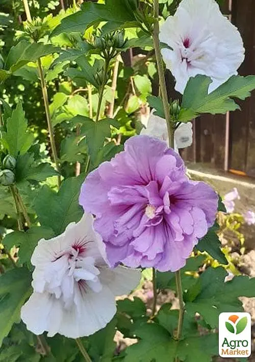 Саджанець Agro-Market Гібіскус сирійський China Chiffon С2, висота 20-40 см (181304) - фото 3