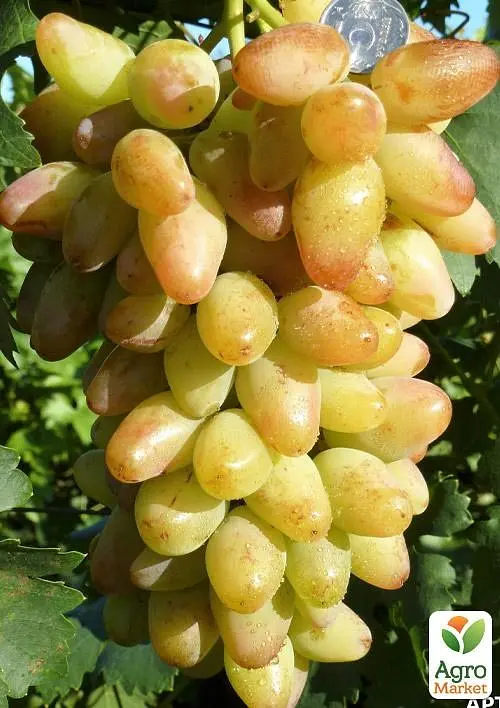 Саджанець Agro-Market Виноград Катруся Каховська (найранніший термін дозрівання, соковита, солодка ягода) 1 шт. в пакуванні (53413) - фото 2