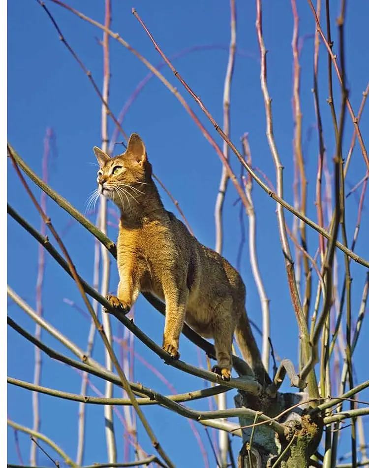 Encyclopedia of Cats - Джуліанна Фотопулос - фото 5