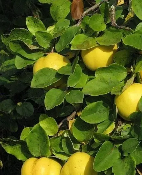 Саджанець Agro-Market Айва Десертна (осінній сорт, ранній термін дозрівання) (25614) 1 шт. в упаковці - фото 2