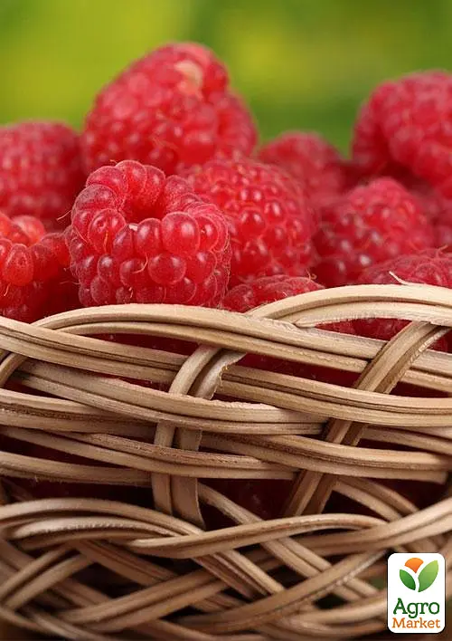 Малина Agro-Market "Джоан Джей" (ремонтантний безшипий високоврожайний сорт шотландської селекції) 1-річний саджанець (189534) 1 шт в упаковці - фото 3