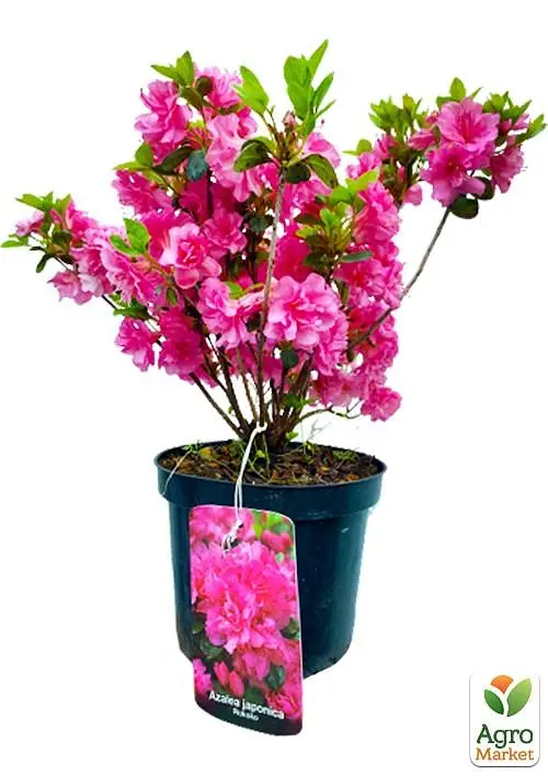 Рододендрон азалієвидний (Azalea japonica) "Rokoko" C1 висота 30-50см (60475) 1 саженец - фото 4
