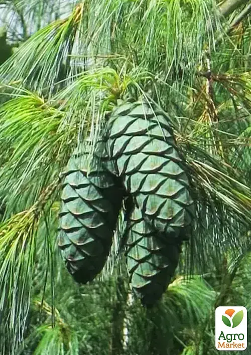 Саженец Agro-Market Сосна 3-летняя Кедровая Арманда (Pinus Armandii) C3 высота 55-75 см 1 шт. в упаковке (182550) - фото 3