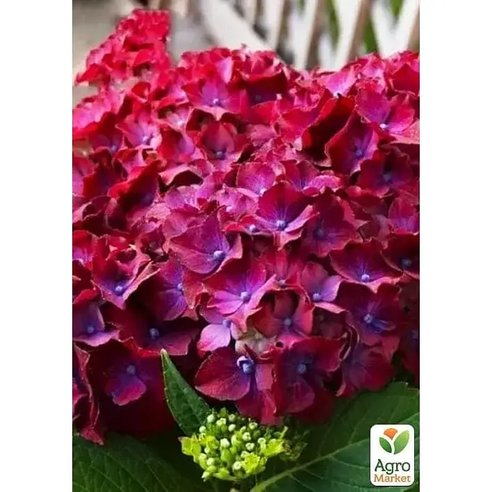 Саженец Agro-Market Гортензия крупнолистовая 2-х летняя Speedy Red Purple высота саженца 25-45 см (183491) 1 шт. - фото 2