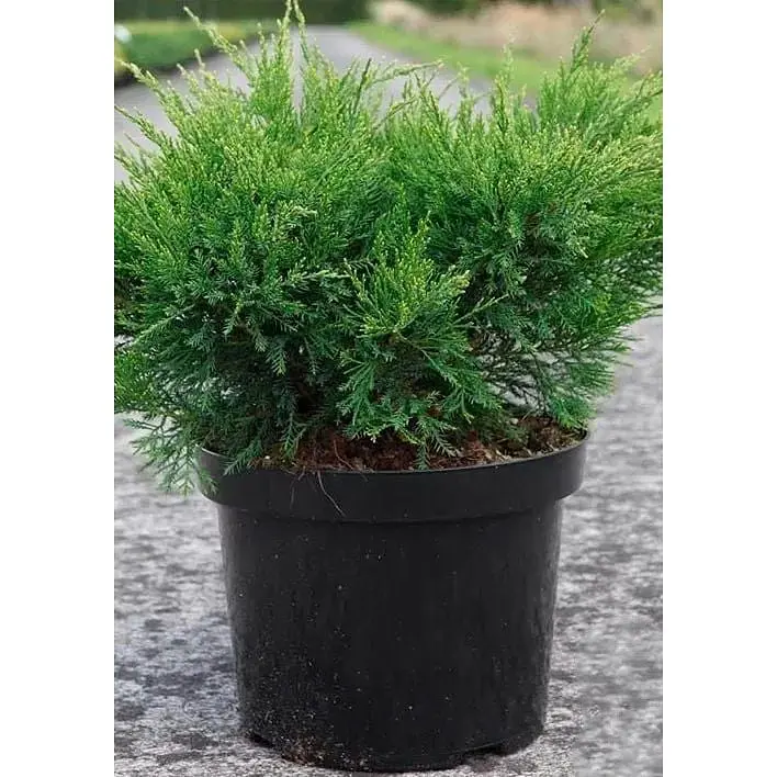Саджанець Agro-Market Ялівець середній Mint Julep (ком/сітка) діаметр 100-120 см 1 шт. в упаковці (175612) - фото 4