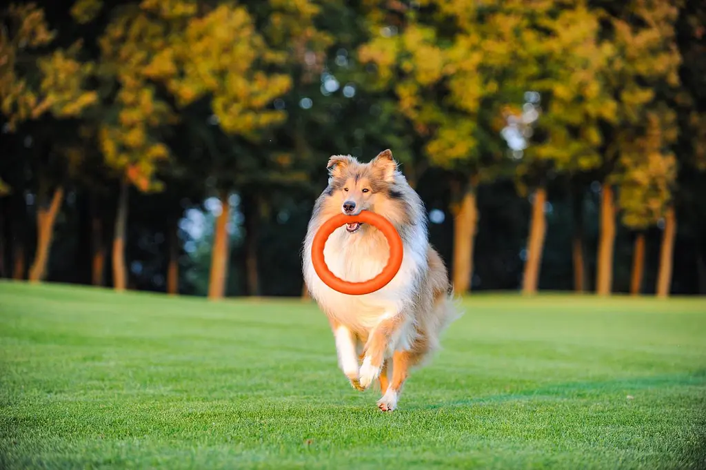 Кольцо PitchDog (4823089302416) - фото 2