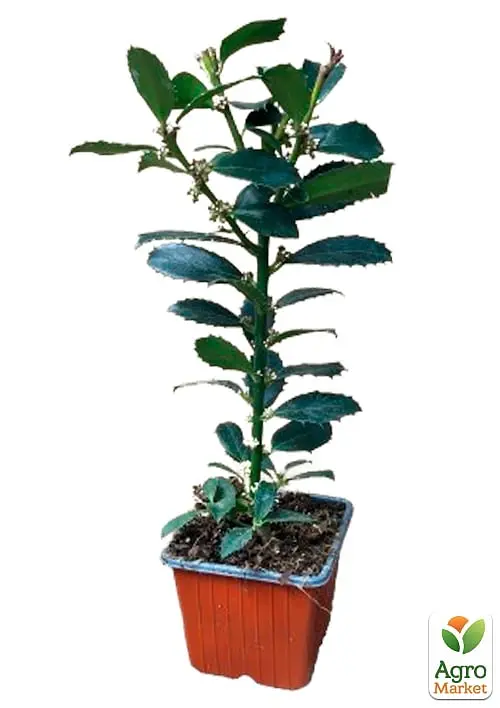 Саженец Agro-Market Падуб остролистный (Ilex aquifolium) вазон Р9 (178885) - фото 8