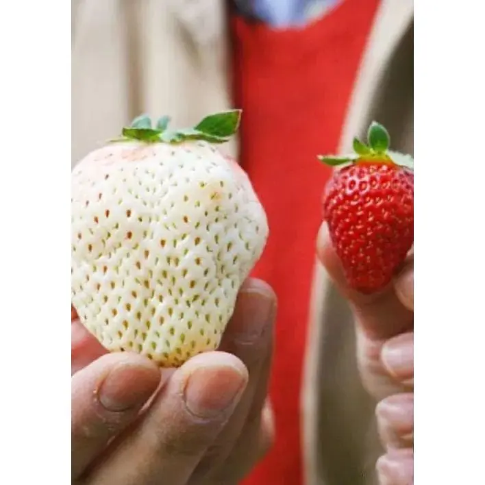 Саджанець Agro-Market Полуниця Білий швед 5шт (середній термін дозрівання, один з найбільш незвичайних сортів) (25730) - фото 3