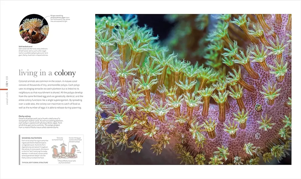 The Science of the Ocean. The Secrets of the Seas Revealed - фото 3
