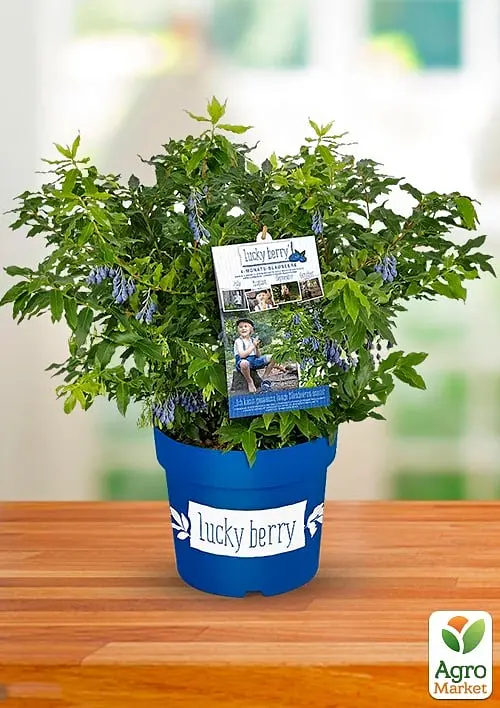 LMTD Лохина ремонтантна 2-х річна Agro-Market "Lucky Berry" (висота 40-60 см, горщик С5) (180017) з Німеччини 1 саджанець в упаковці - фото 2