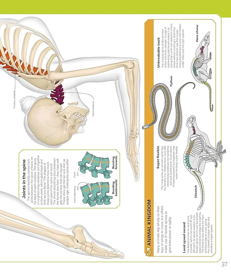 The Skeleton Book. Get to Know Your Bones, Inside Out - - фото 5
