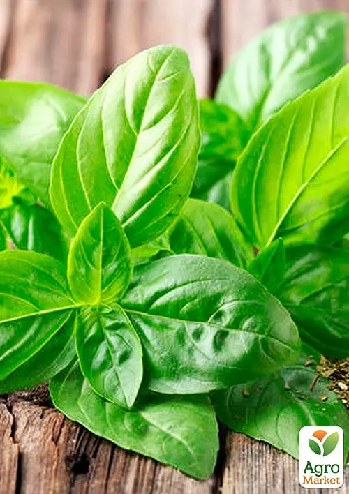 Насіння Agro-Market Базилік Суміш кращих популярних сортів на вагу ціна за 3 г (35762) - фото 2