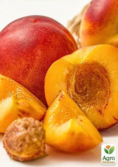 Саженец Agro-Market Нектарин колоновидный Роман (поздний срок созревания) 1 шт. в упаковке (45351) - фото 3