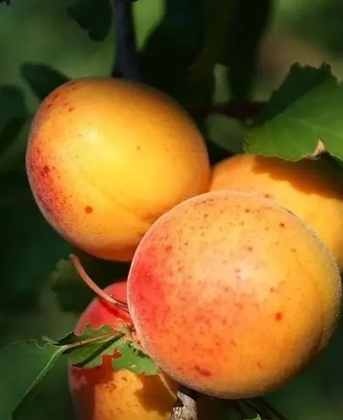 Саджанець Agro-Market Абрикос Ерлі Оранж (літній сорт, ранній термін дозрівання) (21280) 1 шт. в упаковці - фото 4