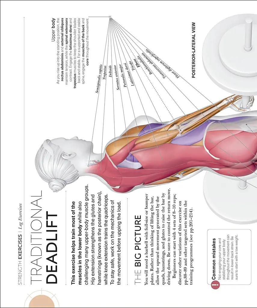 Science of Strength Training - фото 8