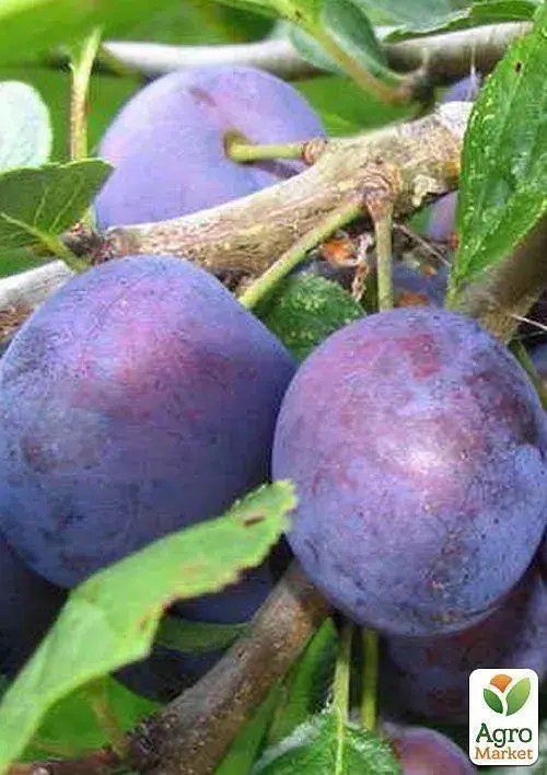 Саженец Agro-Market Слива Анна Шпет (осенний сорт, поздний срок созревания) 1 шт. в упаковке (35792) - фото 4