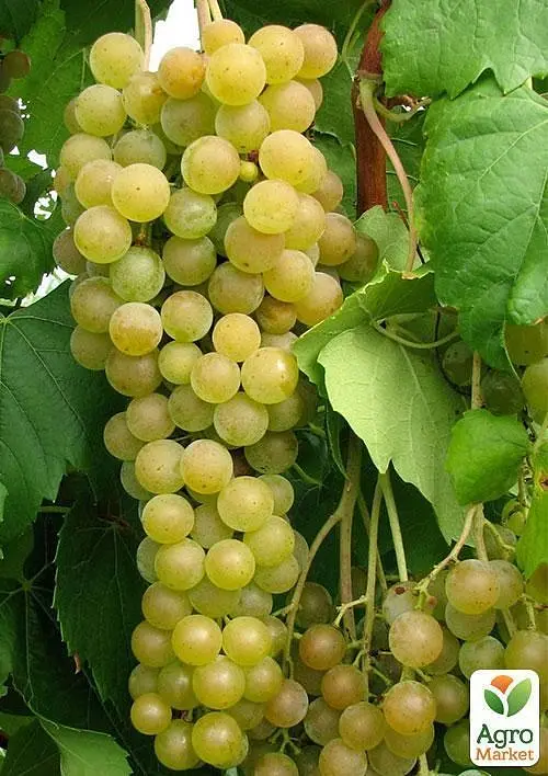 Саджанець Agro-Market Виноград Мускат Оттонель №1 (винний сорт, ранній термін дозрівання, має багатющий мускатний смак) 1 шт. в пакуванні (44310) - фото 3