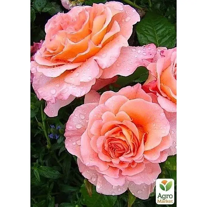Саджанець Agro-Market Троянда англійська Avgusta Luise (17393) 1 шт. - фото 2