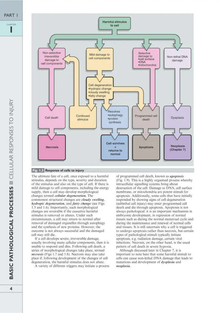 Wheater's Basic Pathology: A Text, Atlas, and Review of Histopathology. International Edition, 5th Edition - фото 7