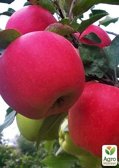 Саженец Agro-Market Яблоня Гала Маст (Гала) (Раннезимний сорт) 1 шт. в упаковке (15754) - фото 2