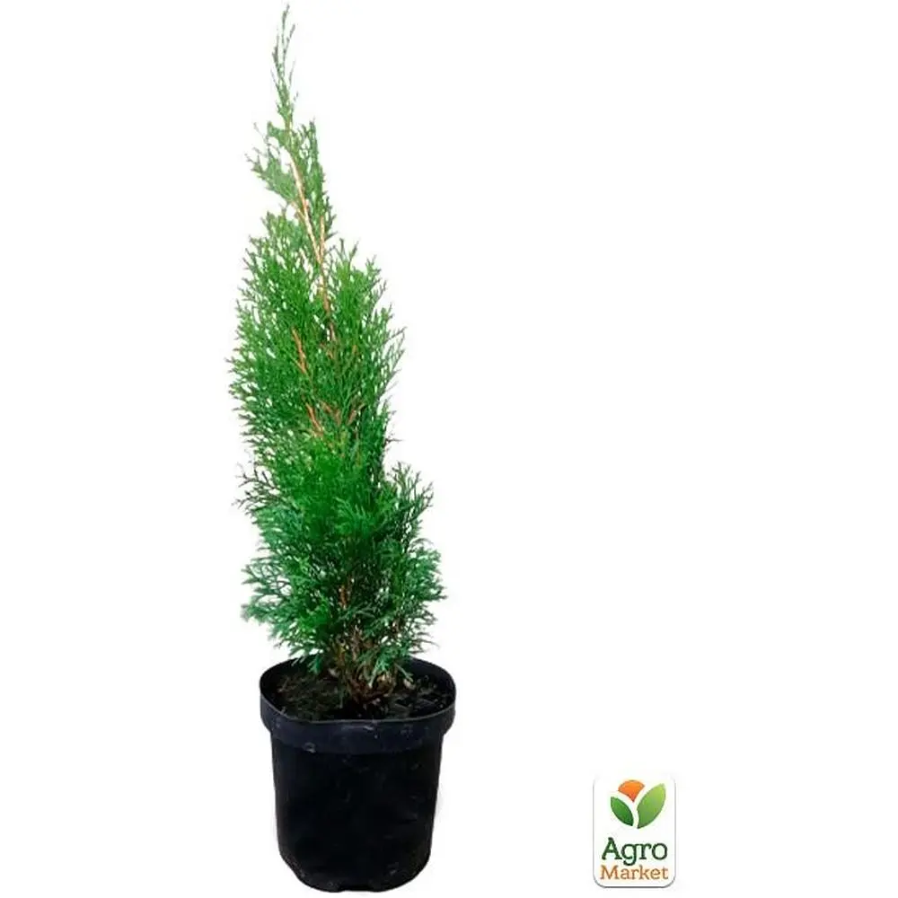 Саджанець Agro-Market Туя західна Smaragd (Thuja occidentalis Smaragd) C2, висота 30-40см (62744) - фото 2