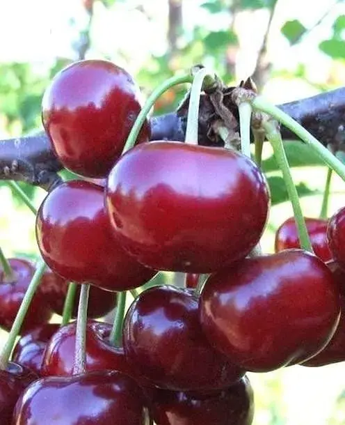 Саджанець Agro-Market Вишня Крішана (літній сорт, ранній термін дозрівання) (23658) 1 шт. в упаковці - фото 2