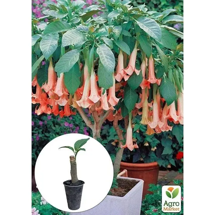 Саженец Agro-Market Бругмансия древовидная Pink (49867) 1 шт. - фото 4