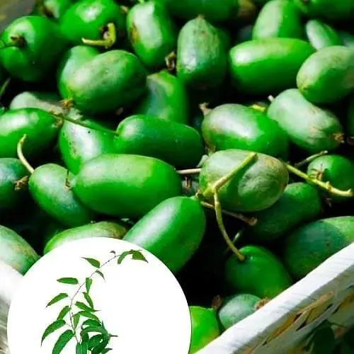Саджанець Agro-Market Актинідія Оригінальна (міні-ківі, морозостійкий сорт, пізній термін дозрівання) (20749) 1 шт. в упаковці - фото 5