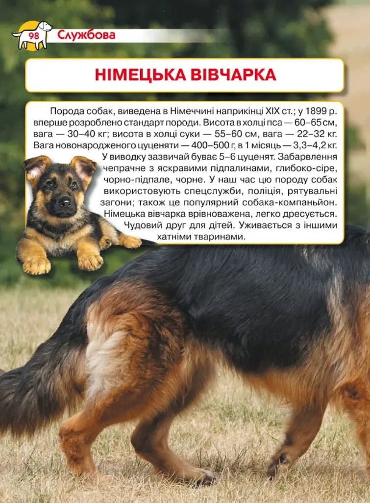 Енциклопедія. Собаки - фото 5