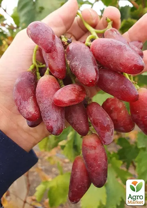 Саджанець Agro-Market Виноград Полтавський Манікюр (надранній, великий, солодкий, м'ясистий) 1 шт. в пакуванні (182237) - фото 2