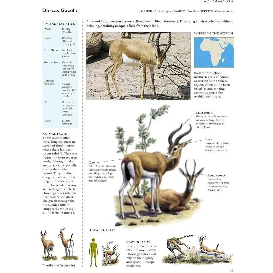 Encyclopedia of Animals - Олдертон Девід - фото 4