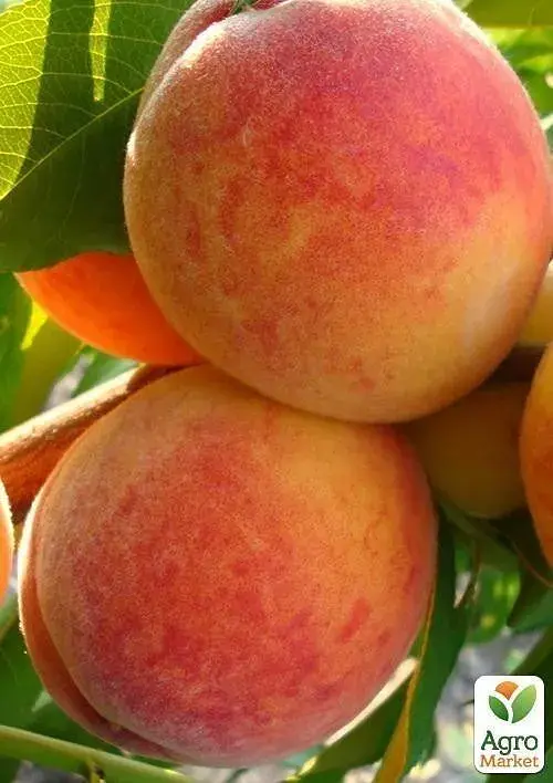 Саджанець Agro-Market Персик Августовський (літній сорт, середньопізній термін дозрівання) 1 шт. в упаковці (25777) - фото 2