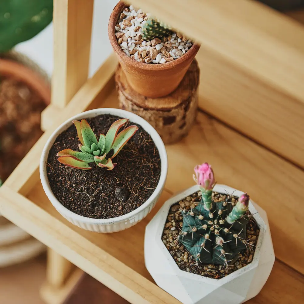 Торфосуміш COMPO CACTEA® для кактусів 5 л - фото 12